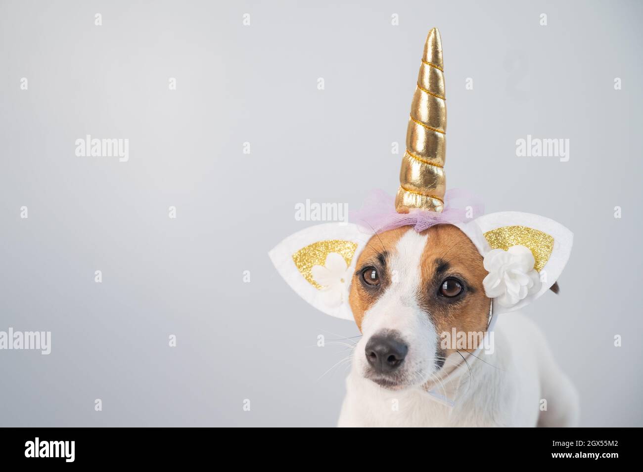 Perro disfrazado de unicornio fotografías e imágenes de alta resolución -  Alamy