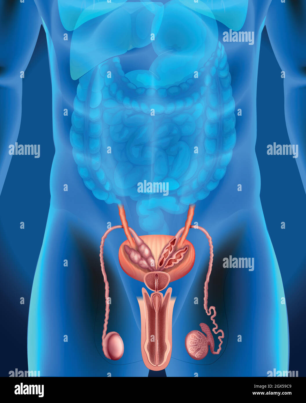 Sistema genital masculino en humanos Ilustración del Vector