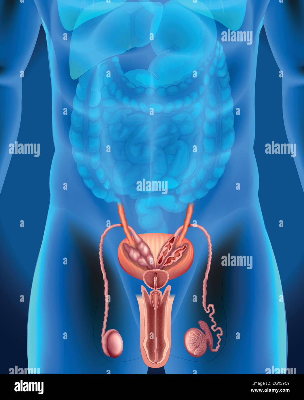 Sistema Genital Masculino En Humanos Imagen Vector De Stock Alamy 5355