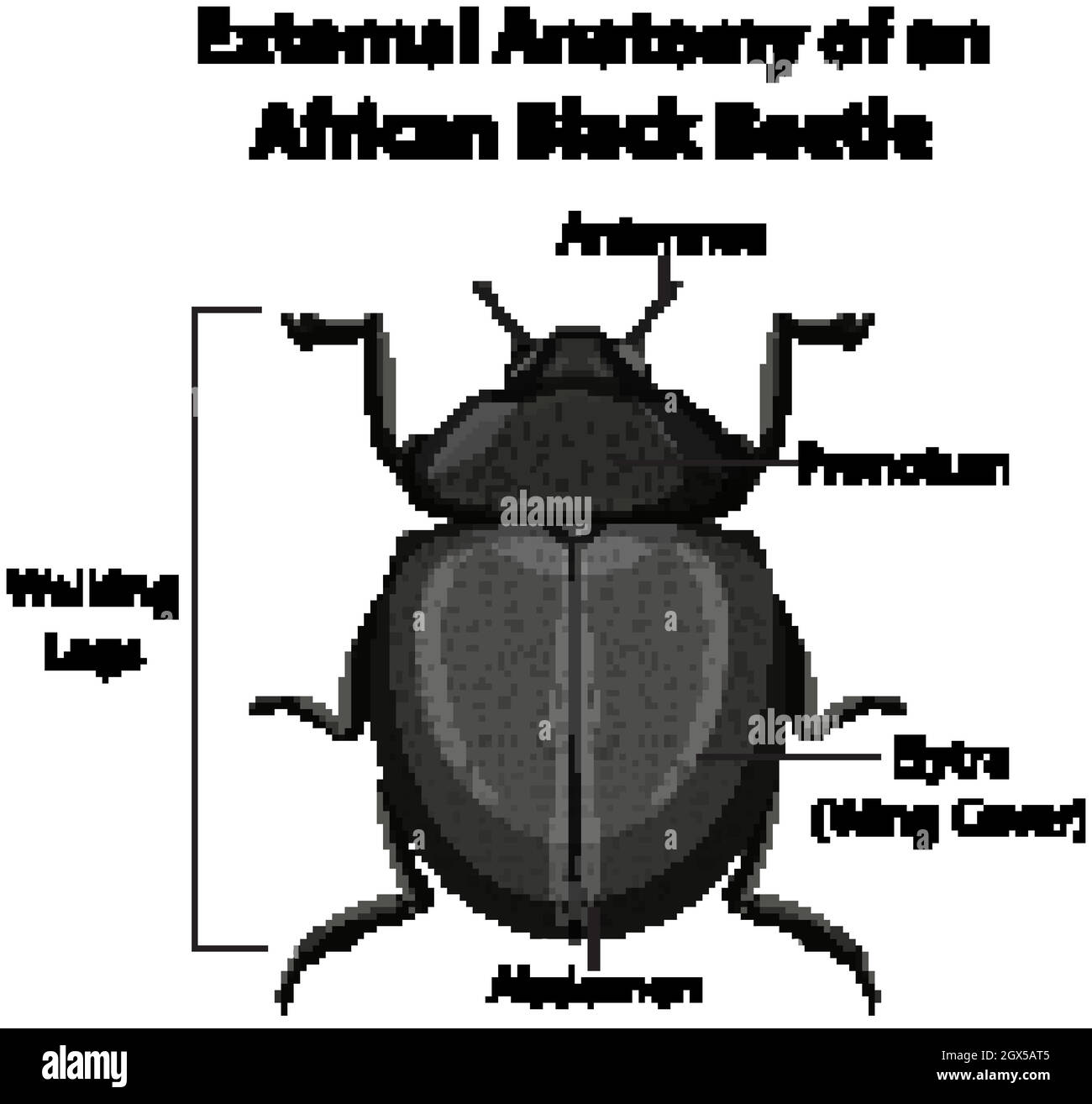 Anatomía externa de un Beetle negro africano sobre fondo blanco Ilustración del Vector