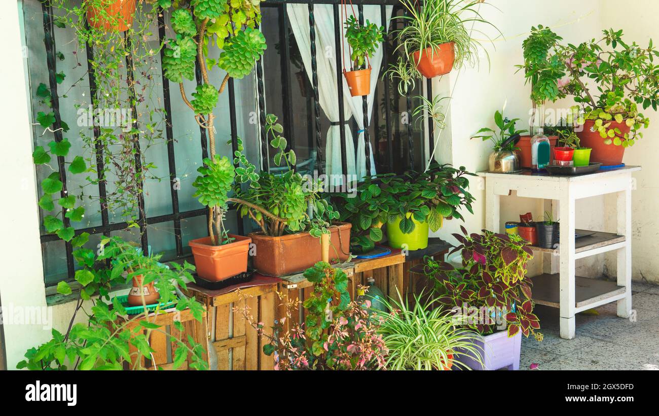 Gran patio jardín con un montón de plantas y coloridos suculentos Foto de stock
