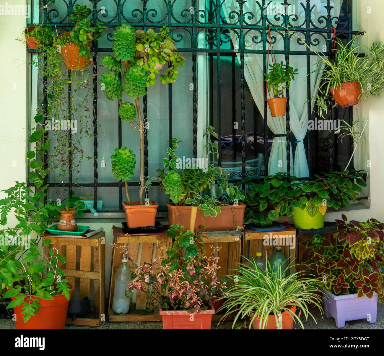 Gran patio jardín con un montón de plantas y coloridos suculentos Foto de stock