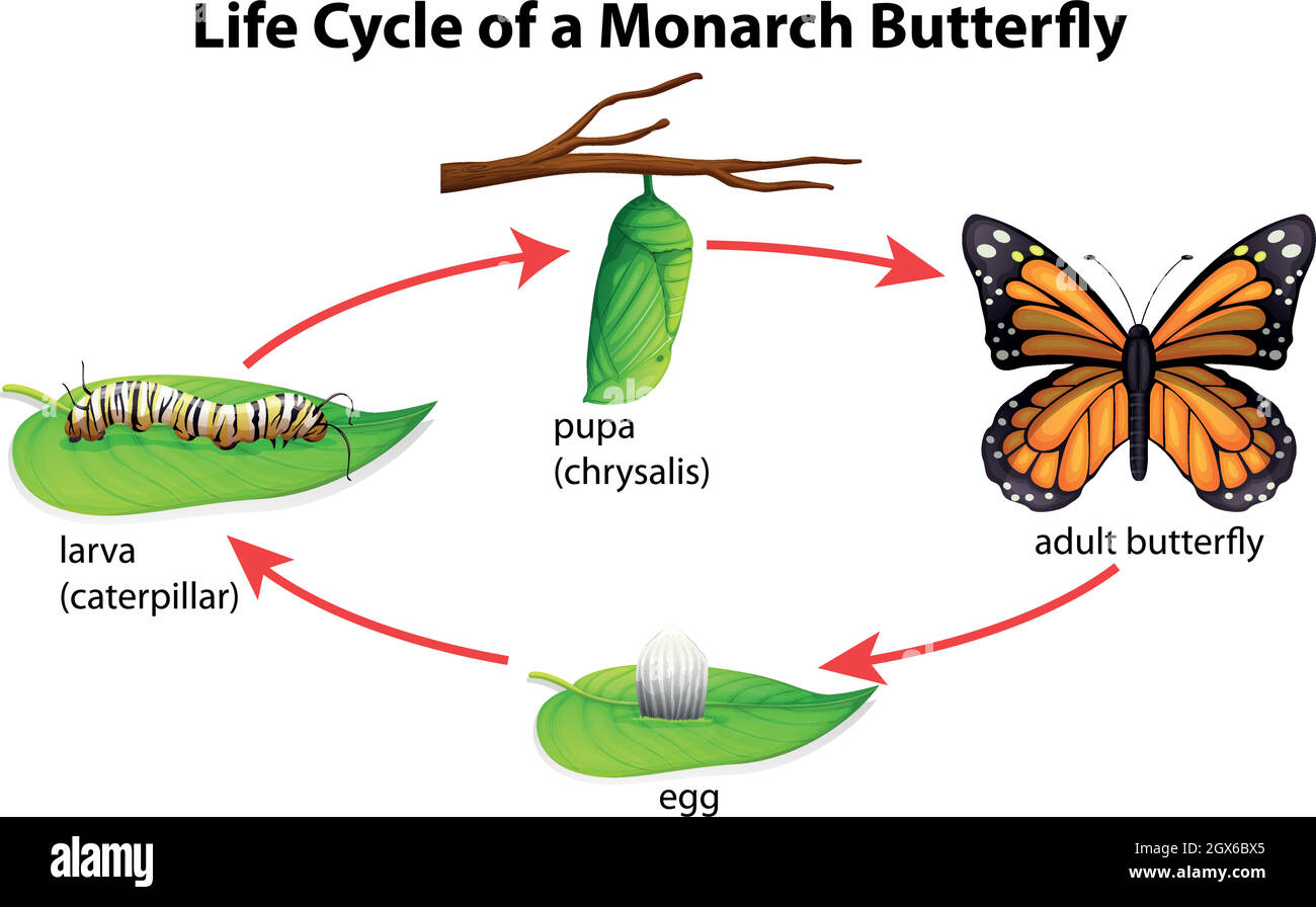 Ciclo de vida de la mariposa monarca Imágenes recortadas de stock Alamy