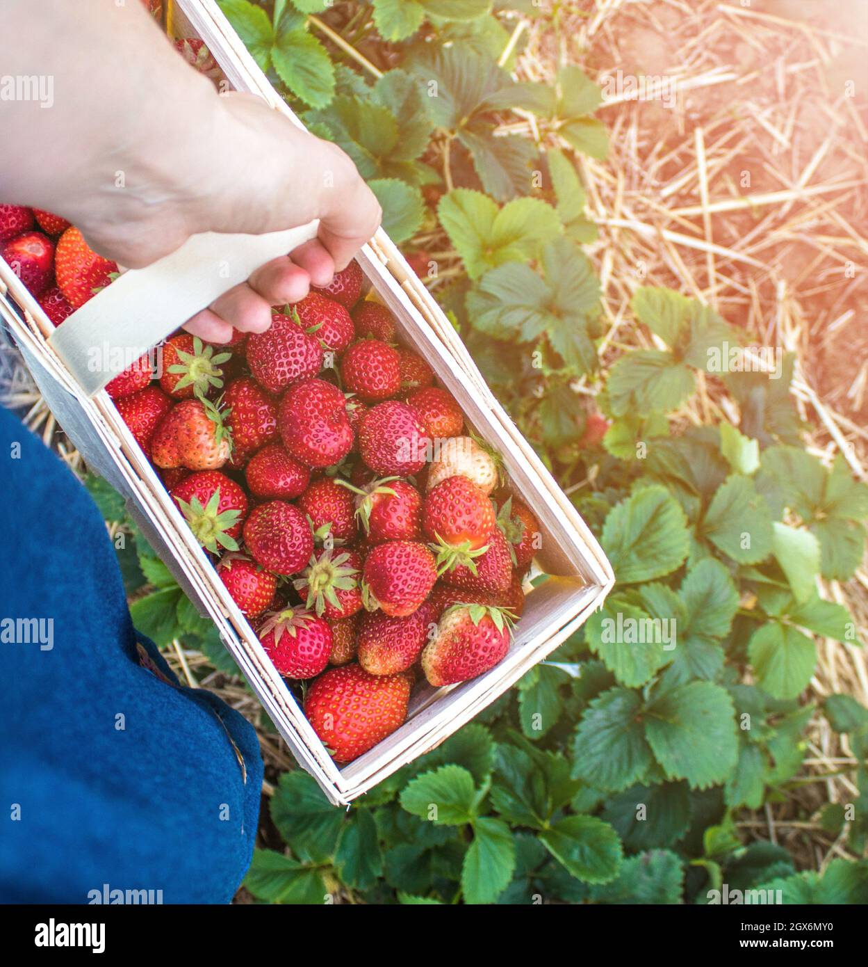 Venta de fresas frescas foto de archivo. Imagen de manzana - 70673740