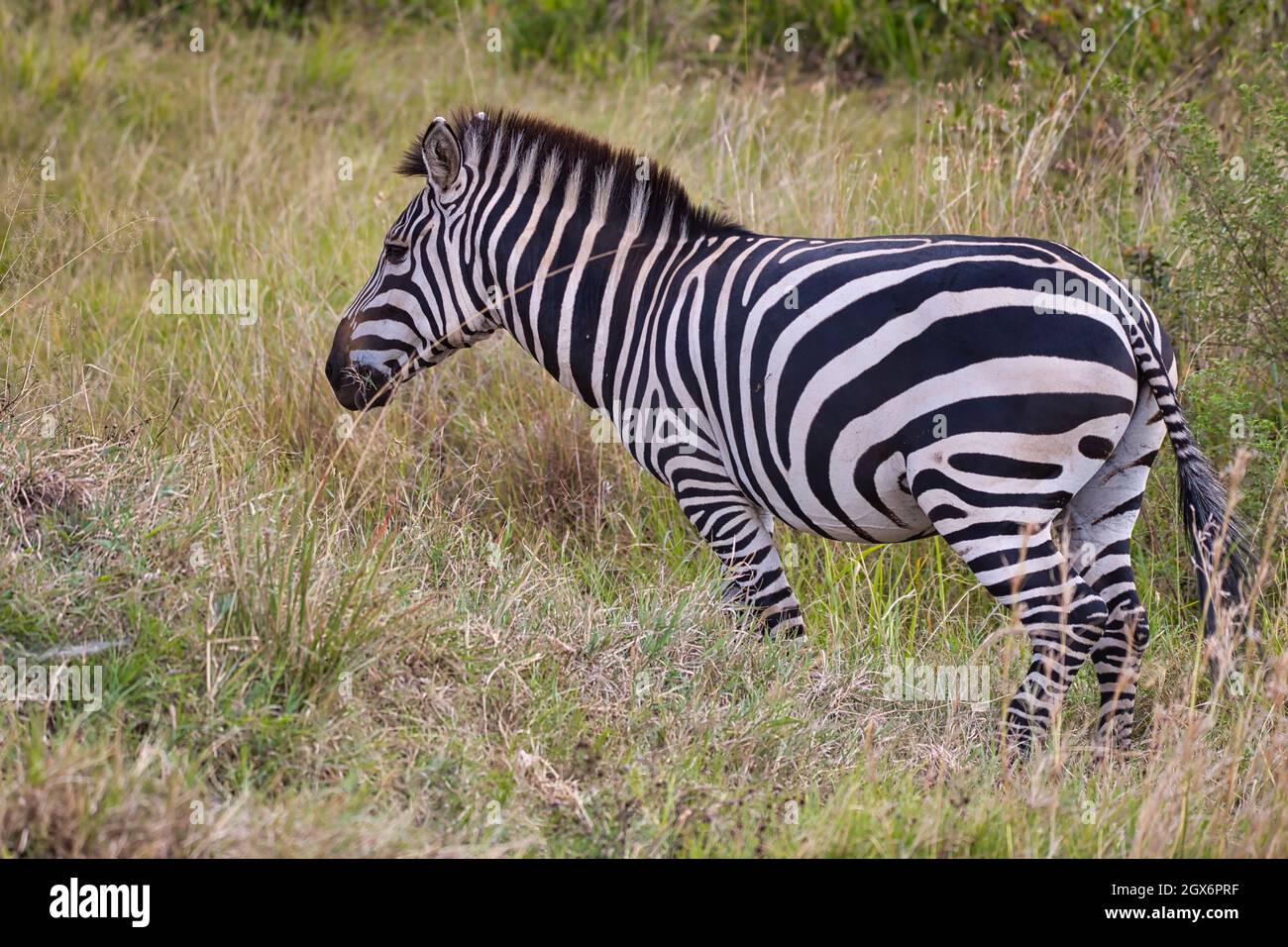 La cebra planicie, Equus quagga, con sus anchas rayas negras se encuentra en la hierba alta del Masai Mara Foto de stock