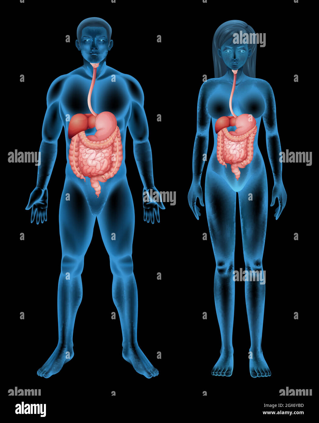 El sistema digestivo Ilustración del Vector