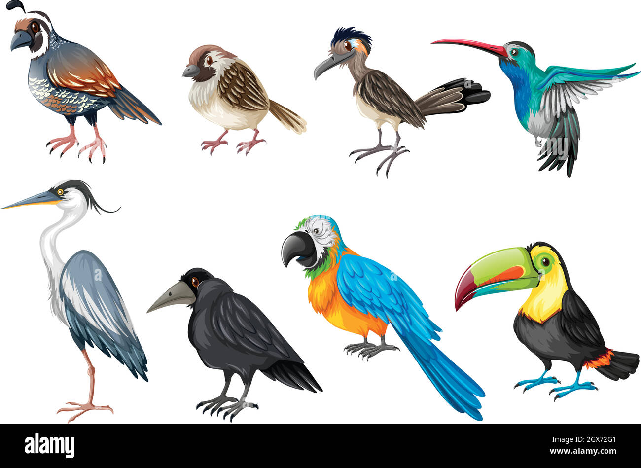 Diferentes tipos de aves silvestres Imagen Vector de stock - Alamy