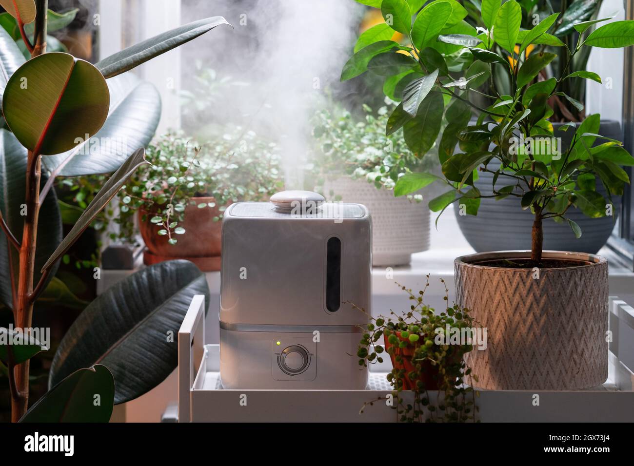 El vapor del humidificador humedece el aire seco rodeado de plantas de  interior. Jardín en casa, cuidado de plantas Fotografía de stock - Alamy