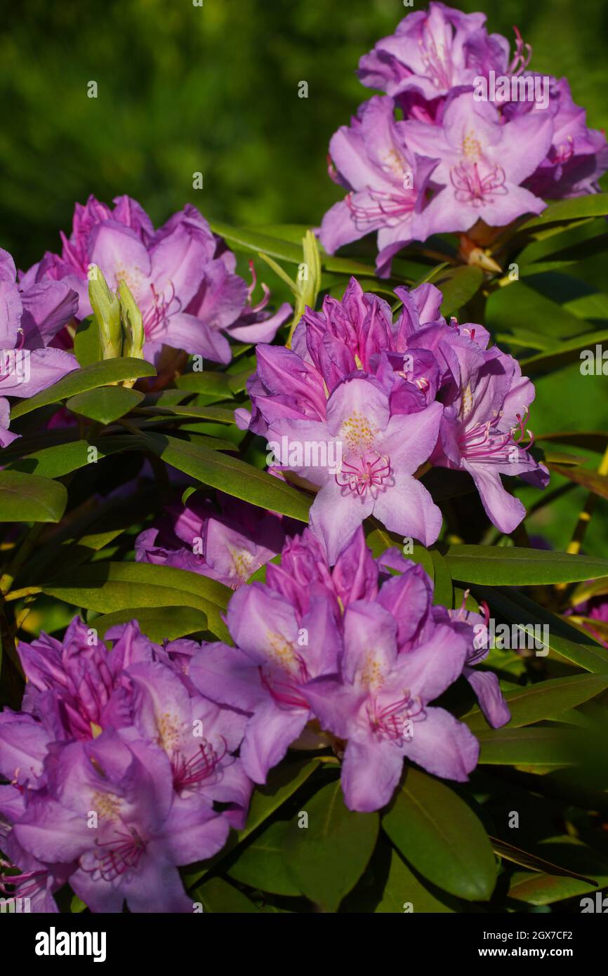 Flores lilas sobre fondo verde. Catawbiense Rhododendron. Primer plano de flores. Foto vertical. Foto de stock