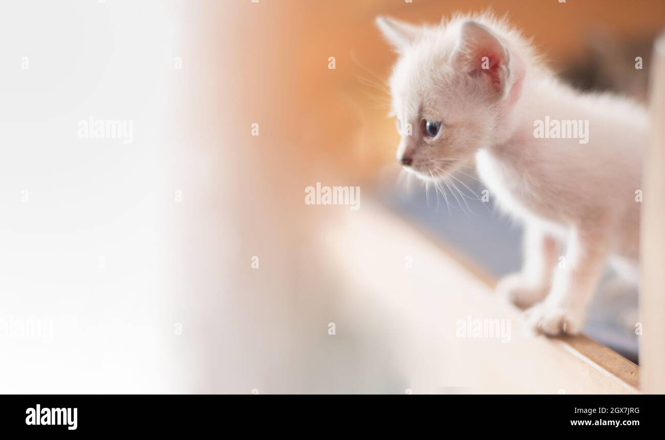 El gatito blanco bebé mirando a su propietario y de pie en la casa del gato,  mientras que el propietario se relaja para jugar con el gatito Fotografía  de stock - Alamy