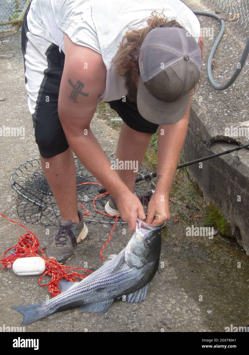 El pescador de Alabama se prepara para liberar su bajo rayado. Foto de stock