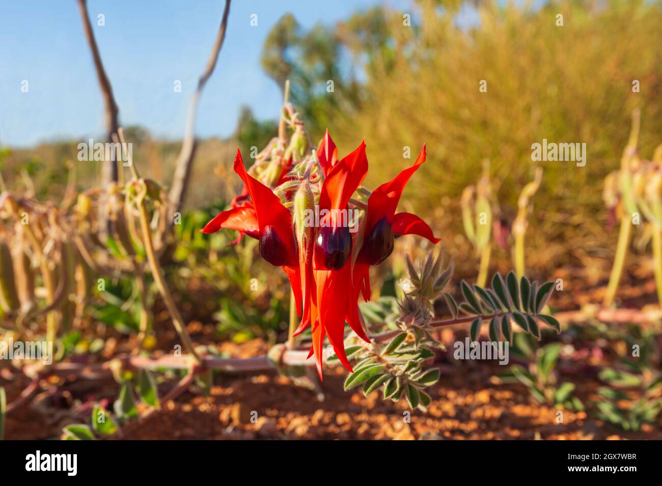 Primer plano de las Peas del Desierto de Sturt (Swainsona formosa) en flor en el Pilbara en primavera, Australia Occidental, Australia Occidental Foto de stock