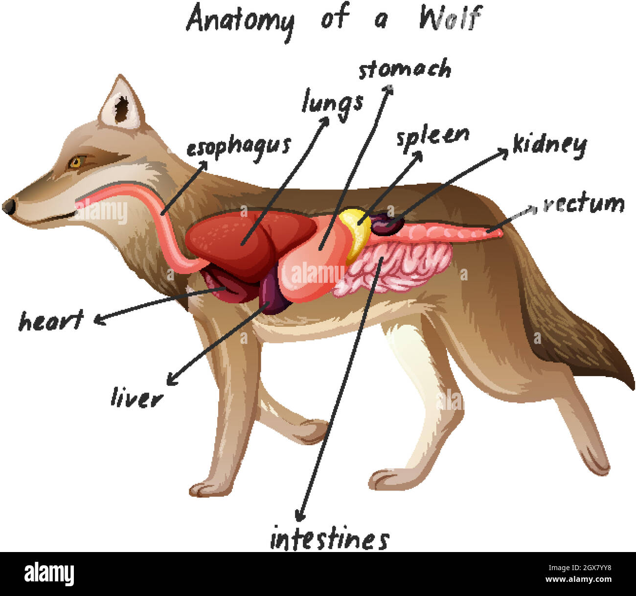 Anatomía de un lobo Imagen Vector de stock - Alamy