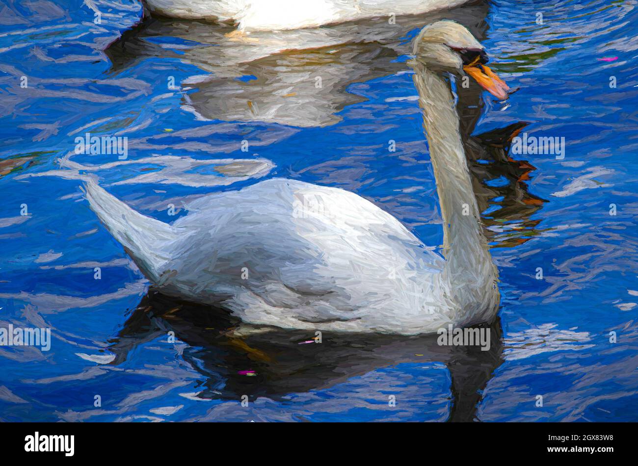 Pintura digital de un cisne blanco en el agua Fotografía de stock - Alamy