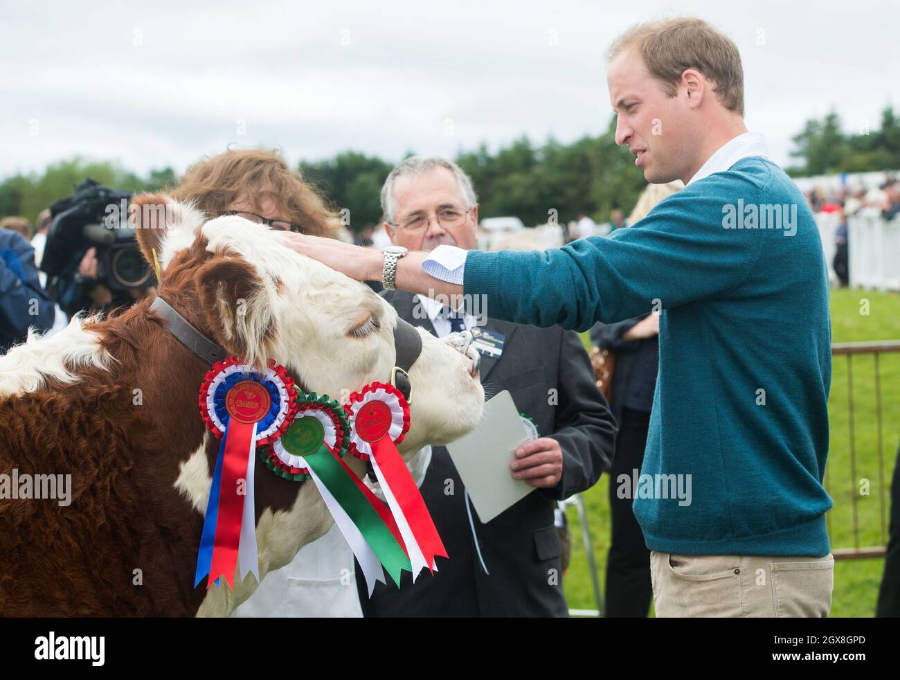 El príncipe William, Duque de Cambridge, se encuentra con el ganado ganador de premios mientras visita el Anglesey Agricultural Show el 14 de agosto de 2013. Este es el primer compromiso oficial del Príncipe desde el nacimiento de su hijo, el Príncipe Jorge de Cambridge, el mes pasado. Foto de stock