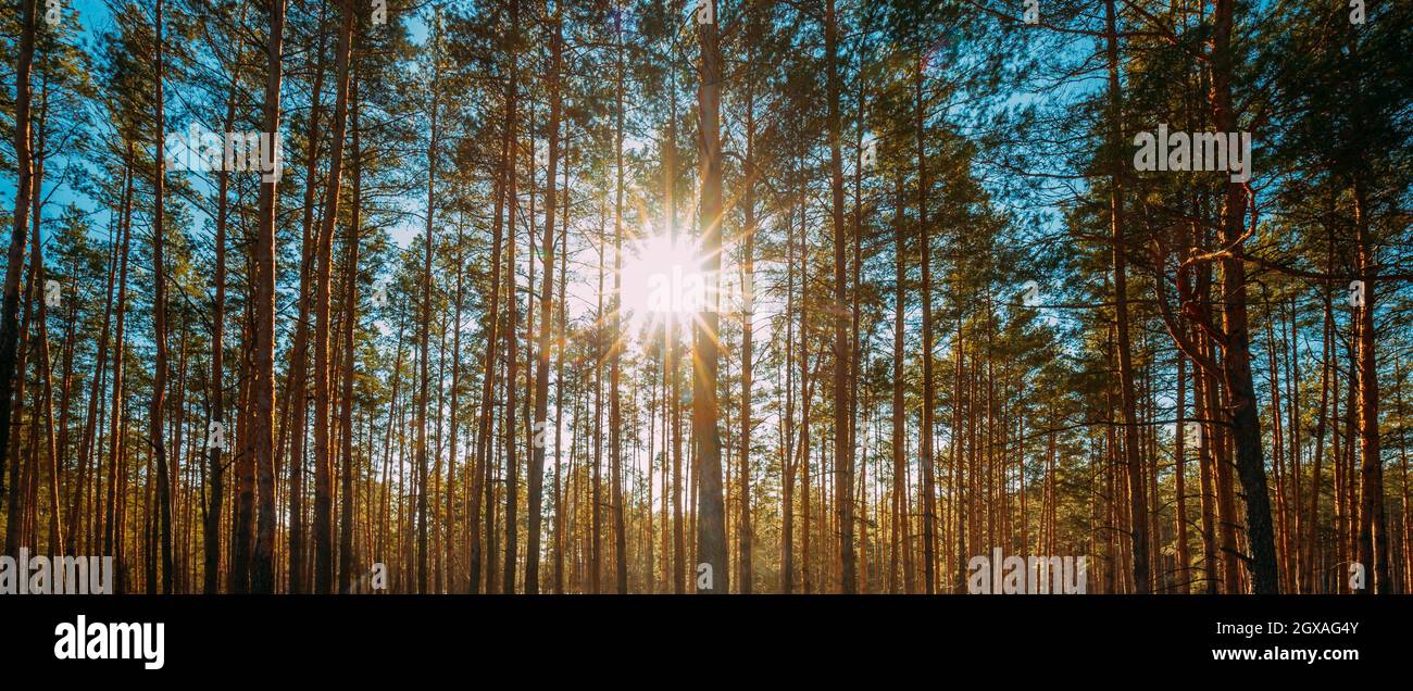 Hermosa puesta de sol Sol sol en la soleada Primavera de bosques de coníferas. La luz del sol los rayos del sol brillan a través de bosques de pino en el Paisaje Forestal. Foto de stock