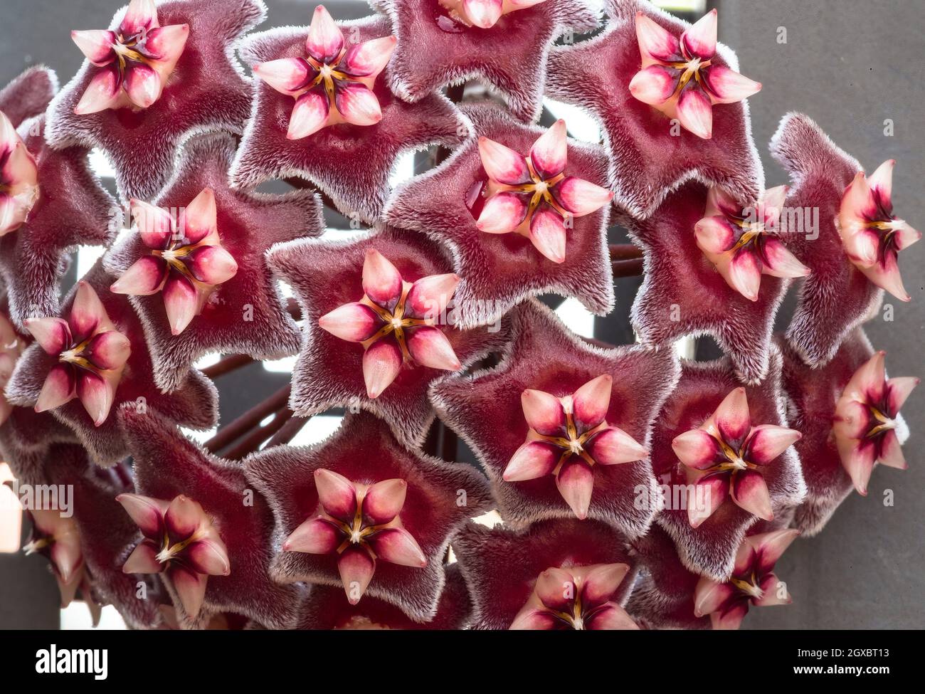 Hoya pubicalyx (Flor de Cera) Planta de flores de porcelana Fotografía de stock - Alamy Hoya pubicalyx (Flor de Cera) Planta de flores de porcelana Fotografía de stock - Alamy