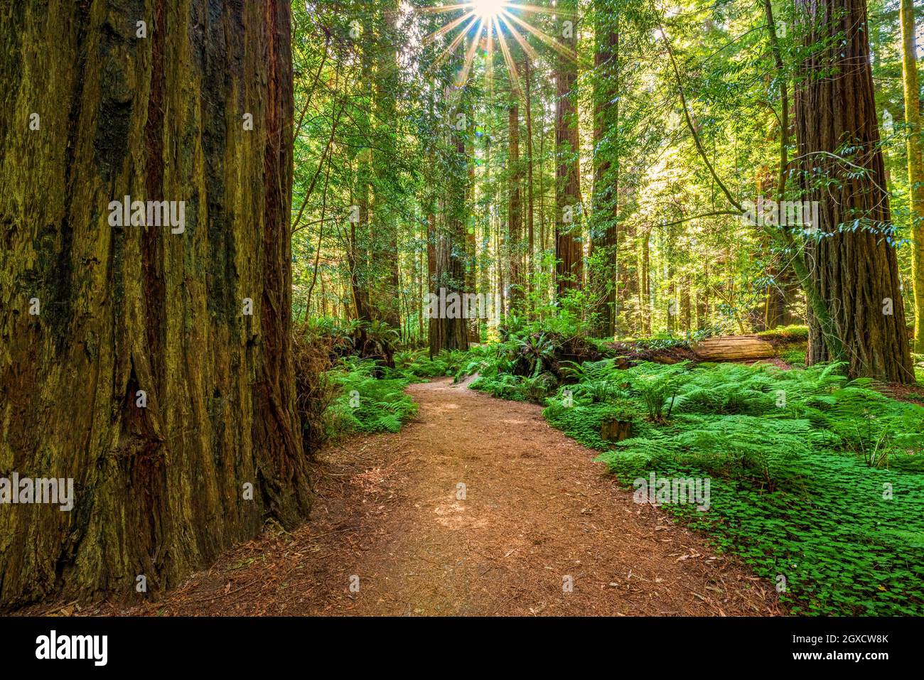 Old-Growth Coast Redwoods en Drury-Chaney Trail Avenue of the Giants Humboldt Redwood SP CA EE.UU. Foto de stock