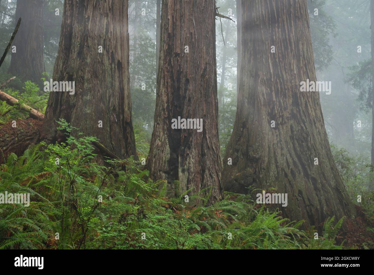 Secoyas en Mist Prairie Creek Redwoods SP CA Estados Unidos. Foto de stock