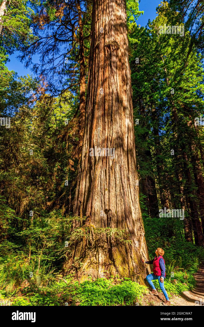 Sigue mirando la madera de la costa gigante en Stout Grove de Jedediah Smith Redwoods SP CA EE.UU.. Foto de stock