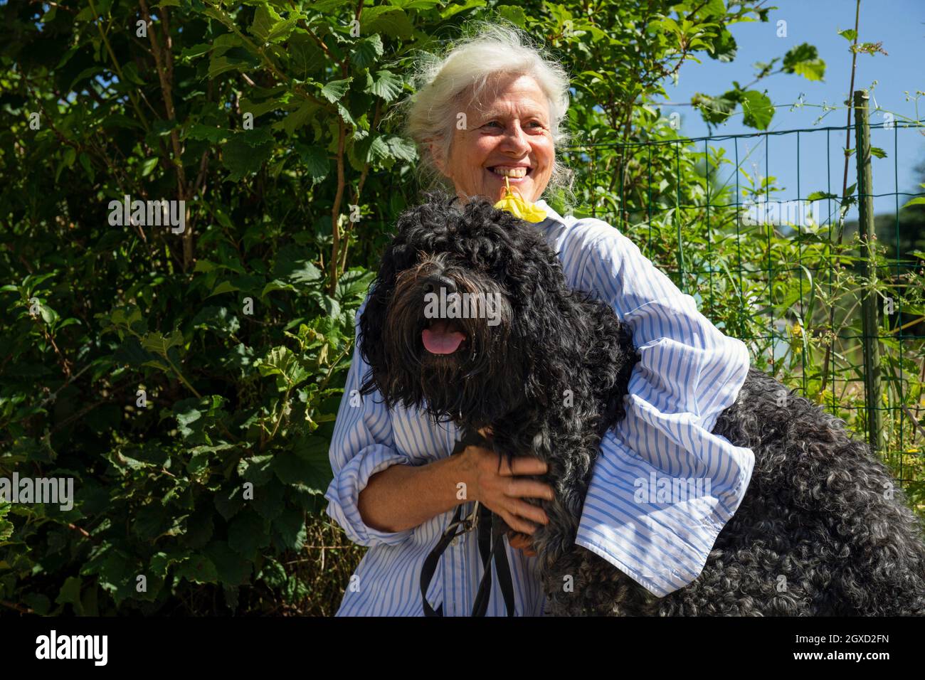 Europa, Luxemburgo, Septfontaines, atractiva mujer mayor sentada con su Pet Portuguese Water Dog. Foto de stock