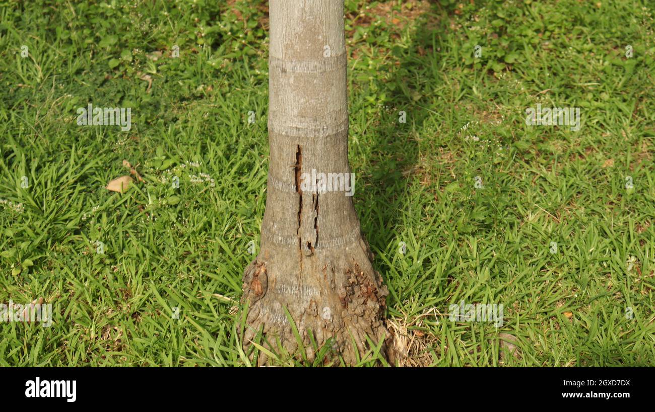 La corteza es la base y el tronco de un árbol Foto de stock