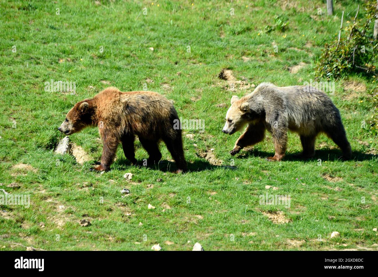 Ursus, Oso, Zoológico Beauval, Saint Aignan, Francia Foto de stock