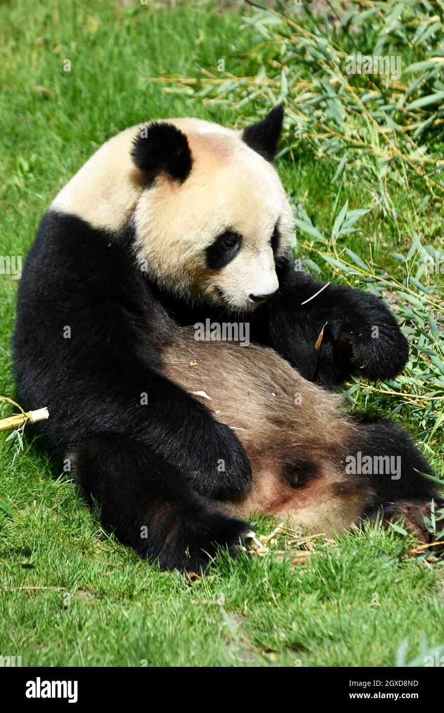 El panda gigante (Ailuropoda melanoleuca) en Beauval Zoo en Saint-Aignan sur Cher, Loir-et-Cher, Francia. Foto de stock