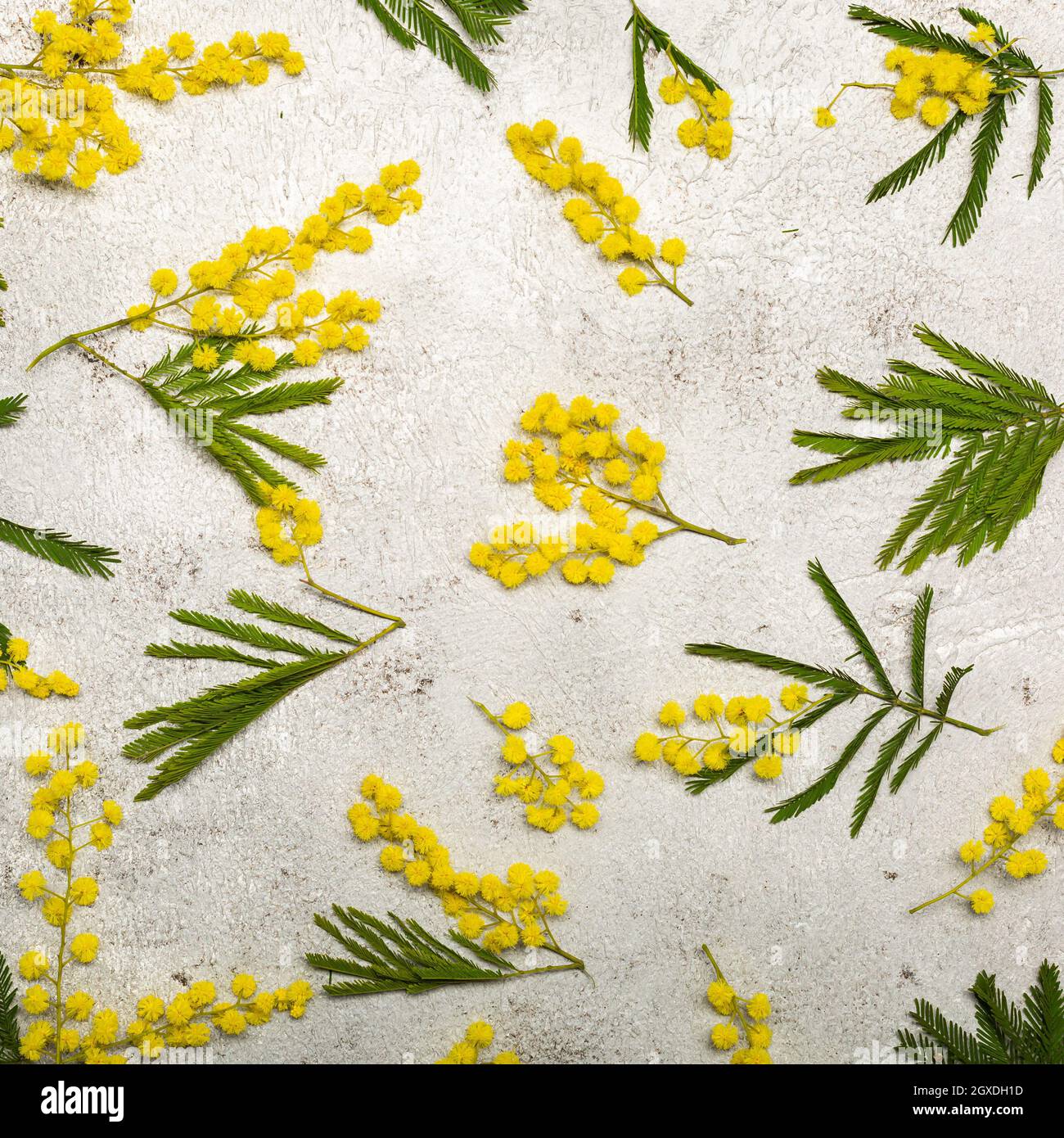 Composición de flores. Flor mimosa amarilla y hojas sobre fondo gris claro.  Concepto de primavera. Plano, vista superior Fotografía de stock - Alamy