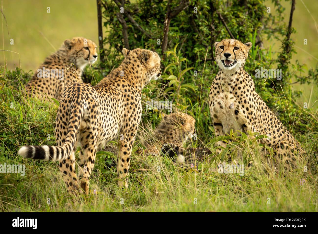 La coalición de Cheetah se sienta y se mantiene al lado de los arbustos Foto de stock
