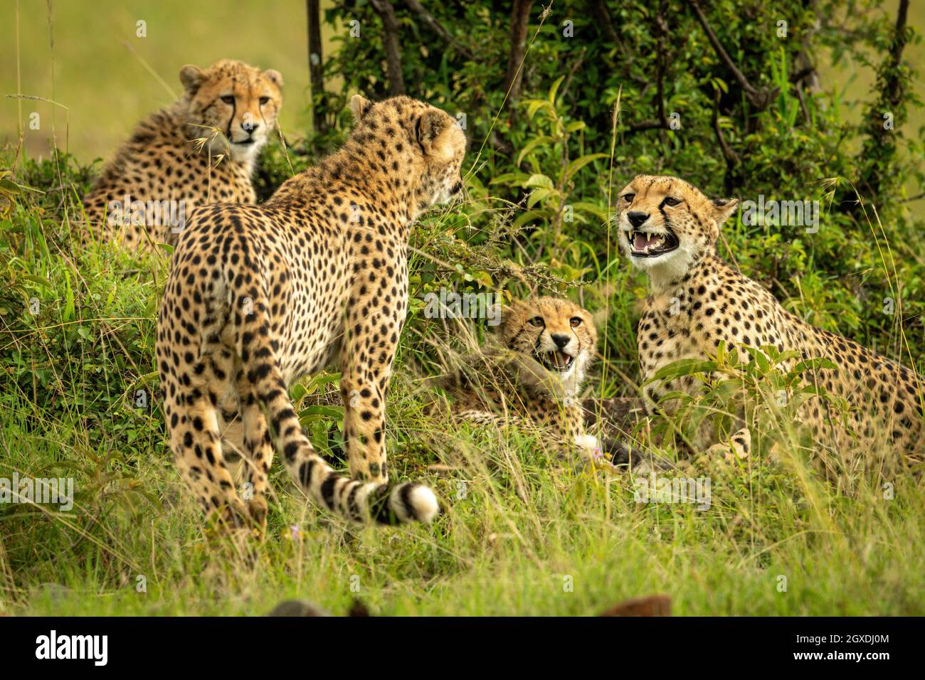 La coalición de Cheetah se sienta y está al lado de Bush Foto de stock