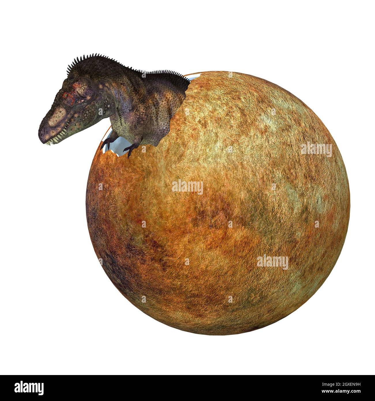Elaborar Gorrión Red de comunicacion Tyrannosaurus rex baby fotografías e imágenes de alta resolución - Alamy