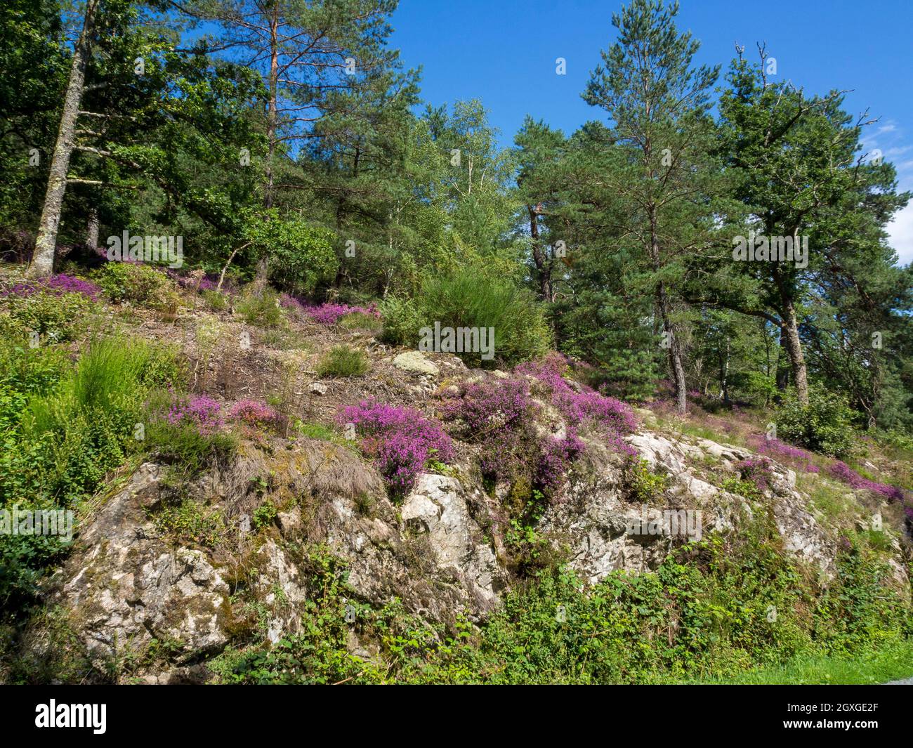 Paisaje arbolado de Creusois con brezo y granito, Creuse, Limousin, Francia. Foto de stock