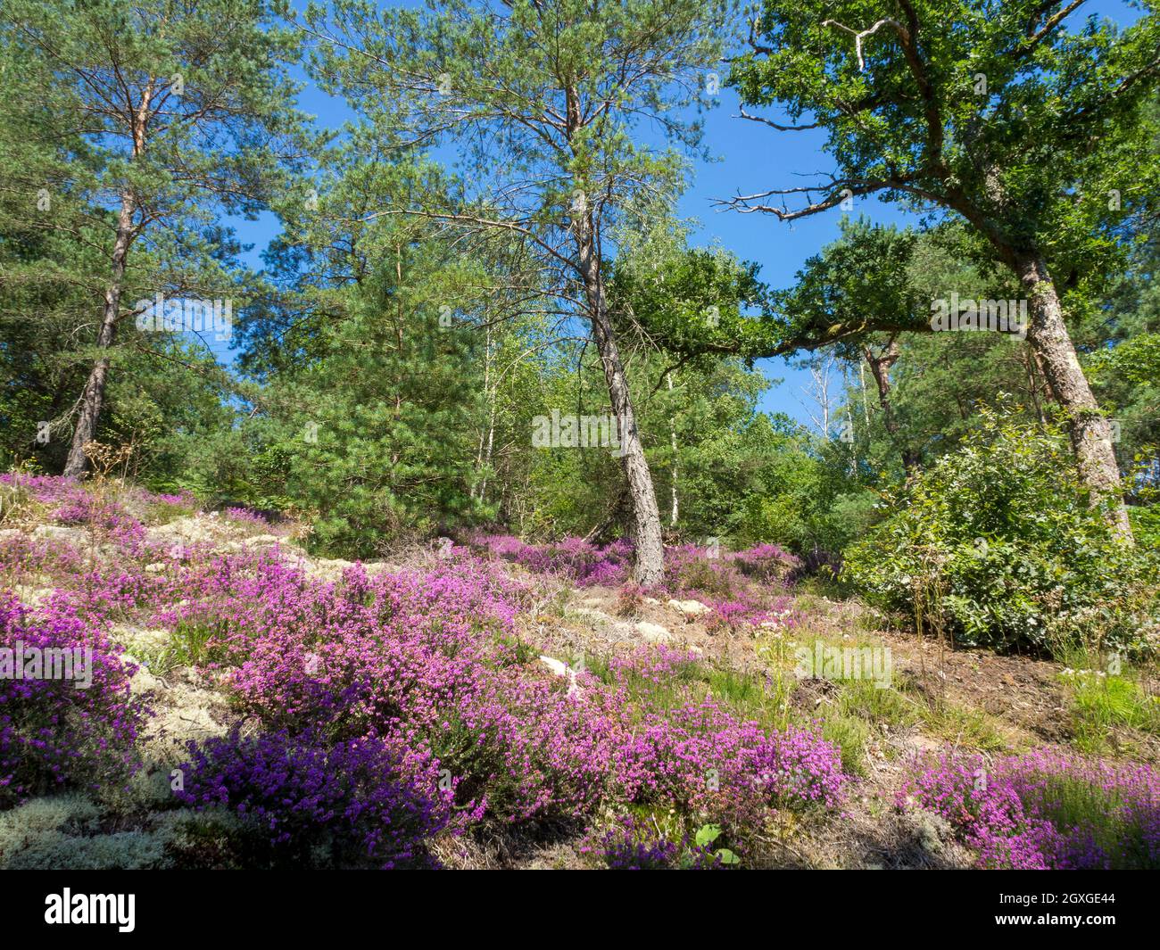 Paisaje arbolado de Creusois con brezo y granito, Creuse, Limousin, Francia. Foto de stock