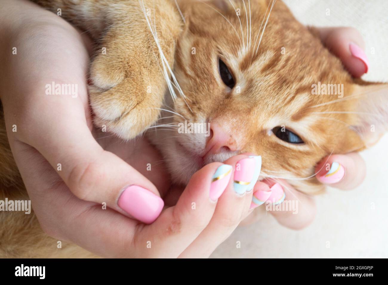 Retrato de gato gatito en manos, retrato de gatito rojo gracioso Foto de stock