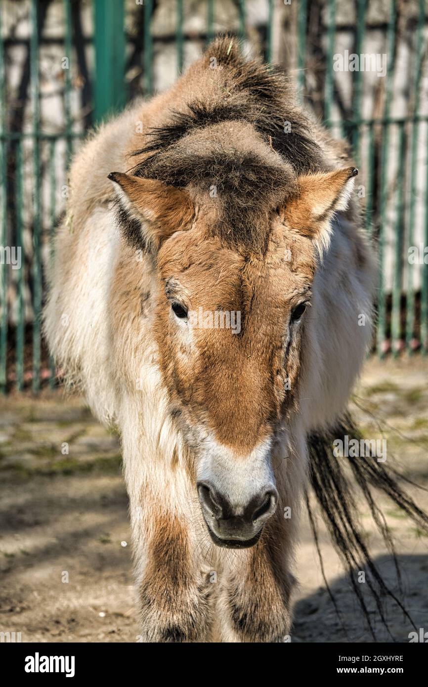Un caballo Przewalski del zoológico de berlín, que corre peligro de extinción Foto de stock