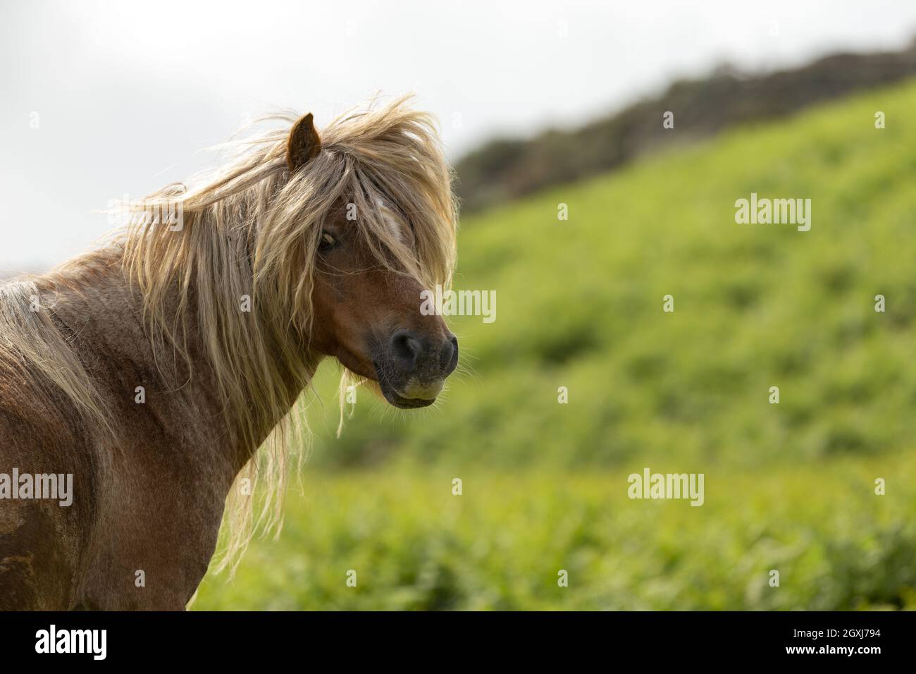 Ponis galeses salvajes Pony Carneddau Snowdonia Gales Europa Foto de stock
