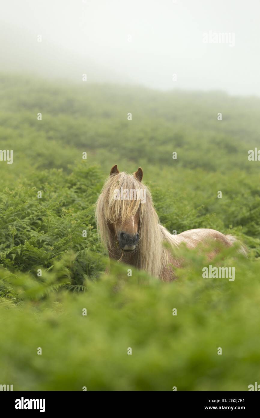 Ponis galeses salvajes Pony Carneddau Snowdonia Gales Europa Foto de stock