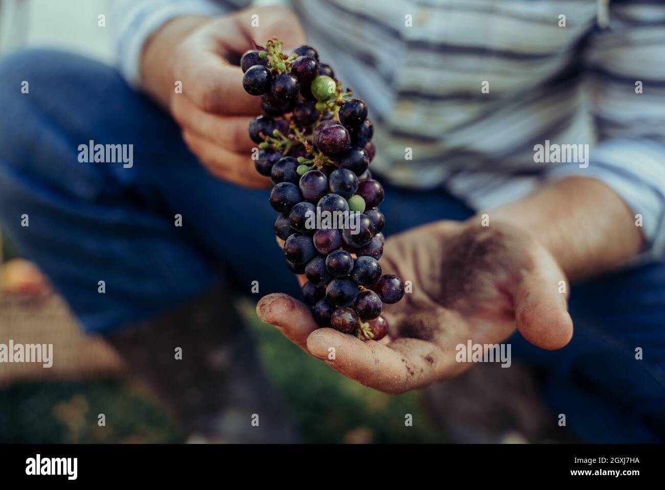 Granjero caucásico que sostiene manojo de uvas rojas recién recolectadas en las manos Foto de stock