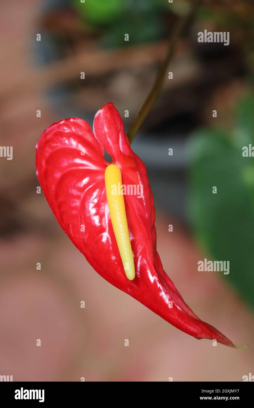 Hermosa flor de Anthurium rojo largo. Foto de stock