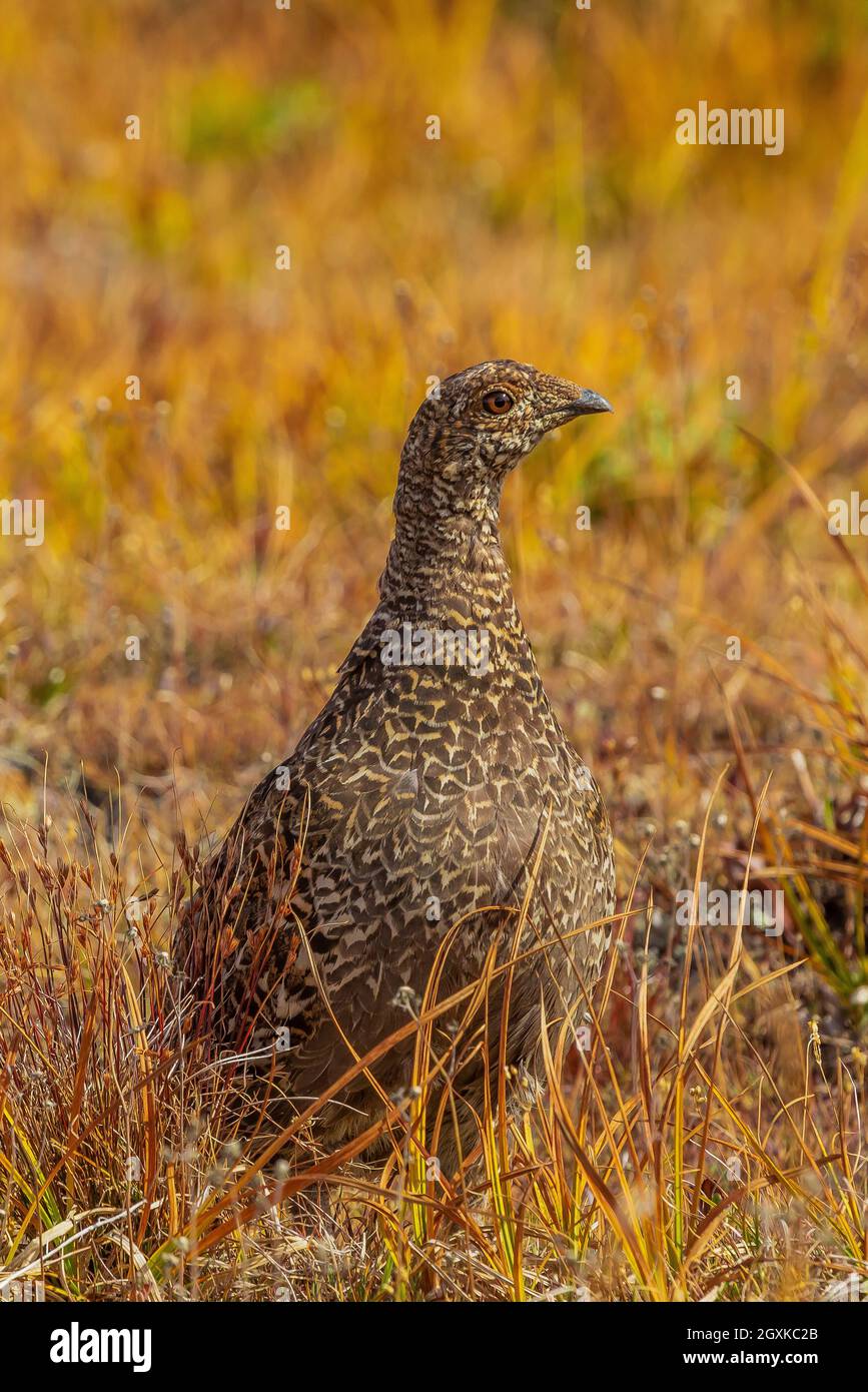 Sooty Grouse, Dendragapus fuliginosus, forrajeo en prados subalpinos en la zona de Obstruction Point del Parque Nacional Olímpico, Estado de Washington, Estados Unidos Foto de stock