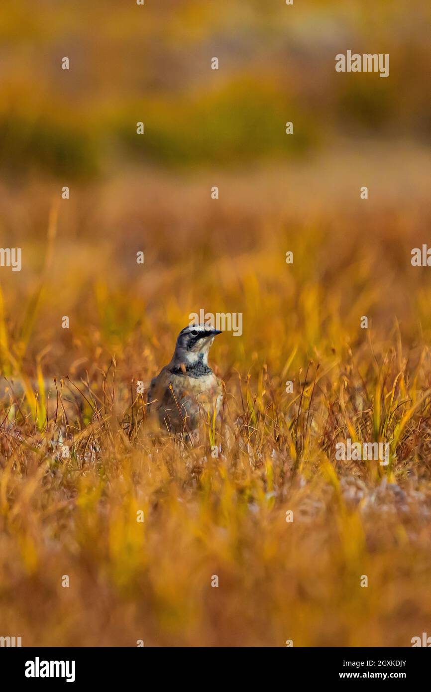 Parque de cuernos, Eremophila alpestris, forrajeando como parte de una rebaño migratorio en un prado de montaña en la zona de Punto de Obstrucción del Parque Nacional Olímpico, Foto de stock