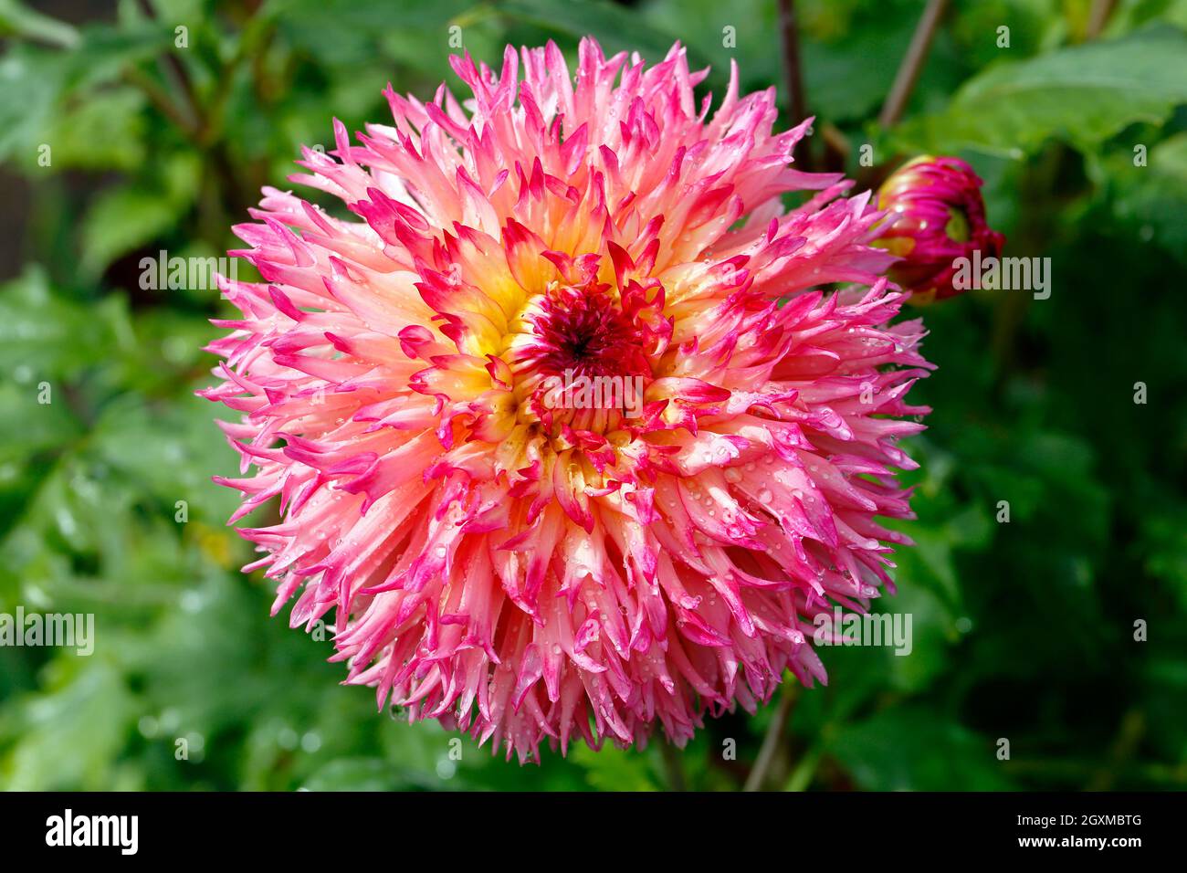 Un dahlia de cactus rosa y amarillo 'Pinelands Princess' (Asteraceae dahlia) Foto de stock