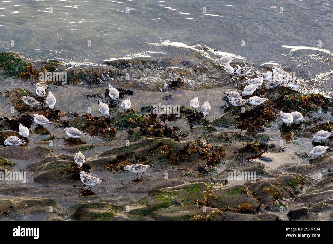 Sanderlings (Calidris alba) alimentándose cerca de Alki Beach en West Seattle, Washington. Sondean la arena buscando bocados de comida. Foto de stock