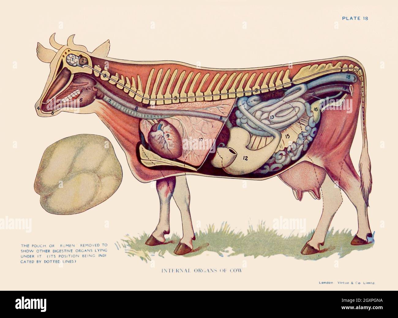 Órganos internos de la vaca Fotografía de stock Alamy