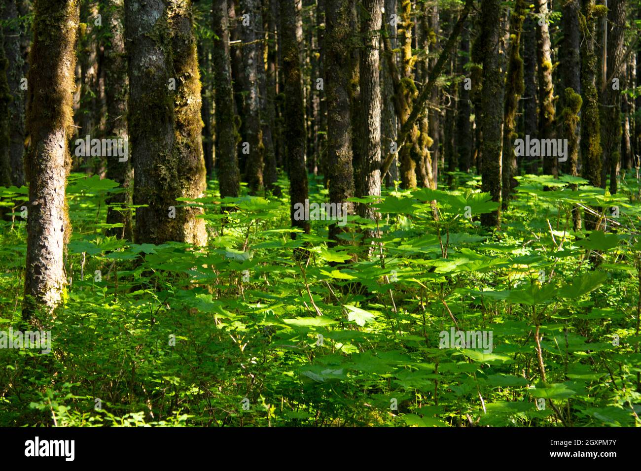 Vegetación dentro de un bosque templado de taiga, Cordova, Alaska, Estados Unidos Foto de stock
