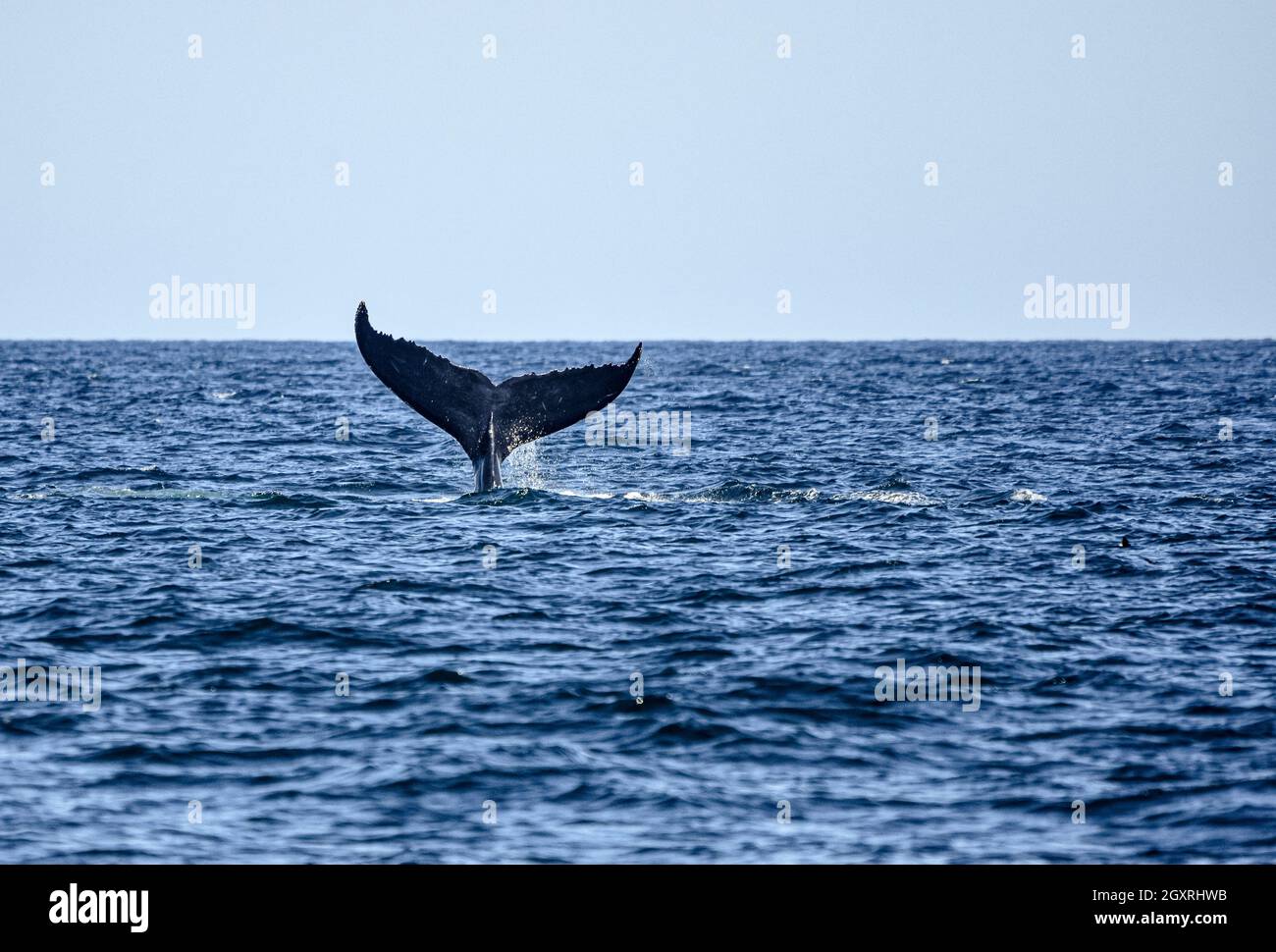 Una ballena jorobada (Megaptera novaeangliae) mostrando de su cola. Espacio de copia. Foto de stock