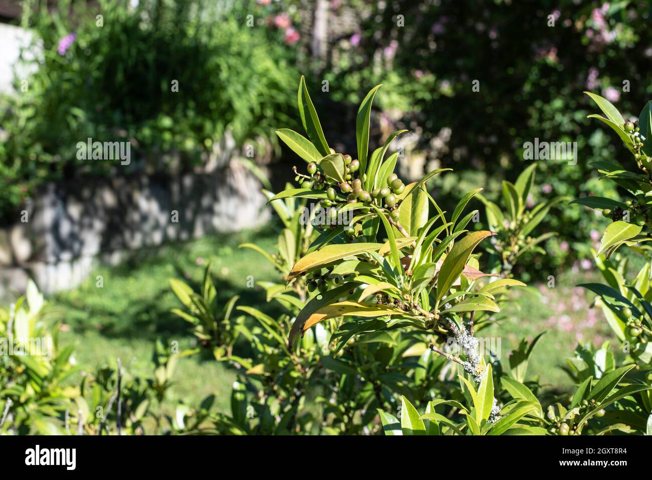 madurando bayas en una ramita de un arbusto de laurel de cerezo Foto de stock