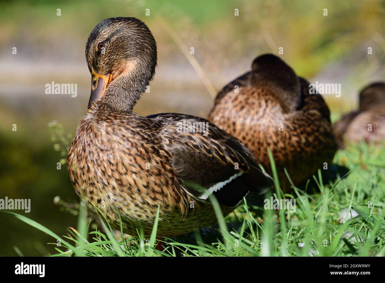 Varios patos marrones se sientan uno detrás del otro en el borde de un prado. El pato más importante estira su cuello y limpia su plumaje Foto de stock