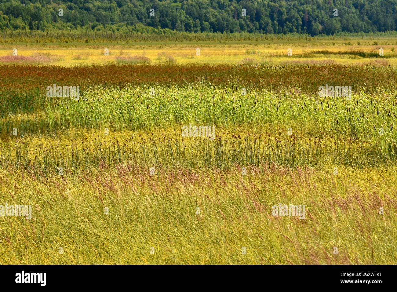 Cobertura de hierba en Potter Marsh durante el verano, Anchorage, Alaska, EE.UU Foto de stock